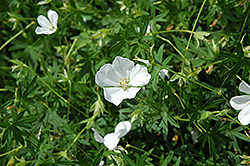 White Cranesbill (Geranium sanguineum 'Album') at Lurvey Garden Center