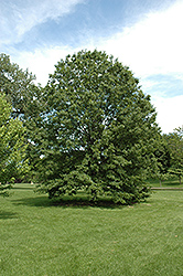 Northern Pin Oak (Quercus ellipsoidalis) at Lurvey Garden Center