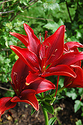 America Lily (Lilium 'America') at Lurvey Garden Center