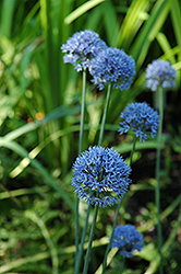 Blue Drumstick Ornamental Onion (Allium caeruleum 'Blue Drumstick') at Lurvey Garden Center