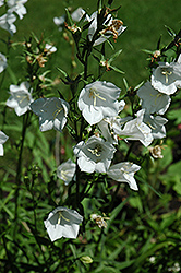 White Carpathain Bellflower (Campanula carpatica 'Alba') at Lurvey Garden Center