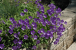 Blue Clips Bellflower (Campanula carpatica 'Blue Clips') at Lurvey Garden Center