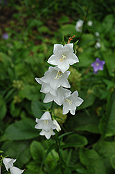 White Peachleaf Bellflower (Campanula persicifolia 'Alba') at Lurvey Garden Center