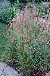 Variegated Reed Grass (Calamagrostis x acutiflora 'Overdam') at Lurvey Garden Center