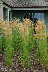Karl Foerster Reed Grass (Calamagrostis x acutiflora 'Karl Foerster') at Lurvey Garden Center