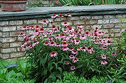 Magnus Coneflower (Echinacea purpurea 'Magnus') at Lurvey Garden Center