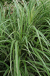 Variegated Silver Grass (Miscanthus sinensis 'Variegatus') at Lurvey Garden Center