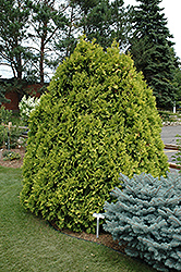 Sunkist Arborvitae (Thuja occidentalis 'Sunkist') at Lurvey Garden Center
