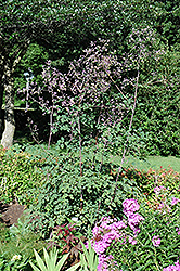 Rochebrun Meadow Rue (Thalictrum rochebrunianum) at Lurvey Garden Center
