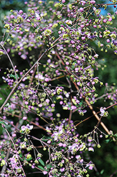 Rochebrun Meadow Rue (Thalictrum rochebrunianum) at Lurvey Garden Center