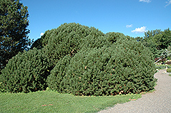 Compact Mugo Pine (Pinus mugo 'var. mughus') at Lurvey Garden Center