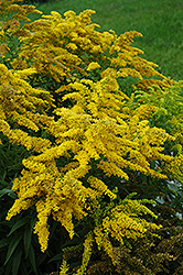 Crown Of Rays Goldenrod (Solidago 'Crown Of Rays') at Lurvey Garden Center