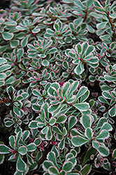 Tricolor Stonecrop (Sedum spurium 'Tricolor') at Lurvey Garden Center