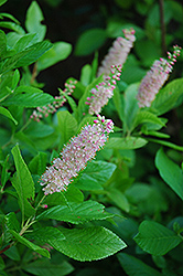 Pink Spires Summersweet (Clethra alnifolia 'Pink Spires') at Lurvey Garden Center