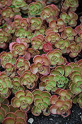 Fulda Glow Stonecrop (Sedum spurium 'Fuldaglut') at Lurvey Garden Center