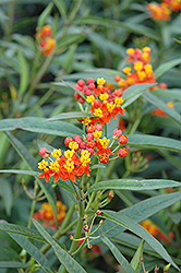 Red Butterfly Milkweed (Asclepias curassavica 'Red Butterfly') at Lurvey Garden Center