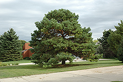Scotch Pine (Pinus sylvestris) at Lurvey Garden Center