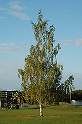 Cutleaf Weeping Birch (Betula pendula 'Dalecarlica') at Lurvey Garden Center