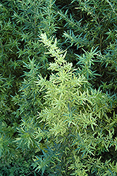 Oriental Limelight Artemisia (Artemisia vulgaris 'Oriental Limelight') at Lurvey Garden Center