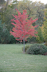 Northfire Red Maple (Acer rubrum 'Olson') at Lurvey Garden Center