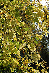 Silver Maple (Acer saccharinum) at Lurvey Garden Center