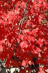Fall Red Sugar Maple (Acer saccharum 'Fall Red') at Lurvey Garden Center