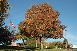 Autumn Splendor Buckeye (Aesculus 'Autumn Splendor') at Lurvey Garden Center