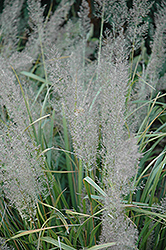 Korean Reed Grass (Calamagrostis brachytricha) at Lurvey Garden Center