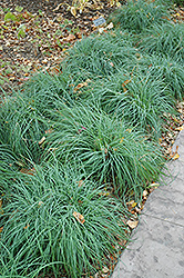 Blue Sedge (Carex glauca) at Lurvey Garden Center