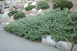 Hughes Juniper (Juniperus horizontalis 'Hughes') at Lurvey Garden Center