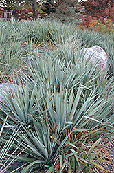 Adam's Needle (Yucca filamentosa) at Lurvey Garden Center