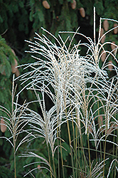 Graziella Maiden Grass (Miscanthus sinensis 'Graziella') at Lurvey Garden Center