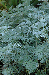 Lambrook Silver Artemisia (Artemisia absinthium 'Lambrook Silver') at Lurvey Garden Center