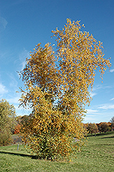 Gray Birch (Betula populifolia) at Lurvey Garden Center