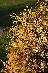 Yellow Ribbon Arborvitae (Thuja occidentalis 'Yellow Ribbon') at Lurvey Garden Center
