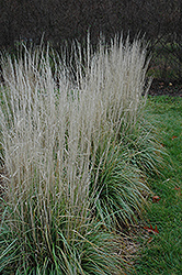 Avalanche Reed Grass (Calamagrostis x acutiflora 'Avalanche') at Lurvey Garden Center