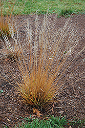 Moorflame Moor Grass (Molinia caerulea 'Moorflame') at Lurvey Garden Center