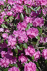 P.J.M. Rhododendron (Rhododendron 'P.J.M.') at Lurvey Garden Center