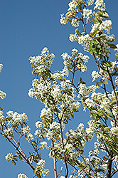 Allegheny Serviceberry (Amelanchier laevis) at Lurvey Garden Center