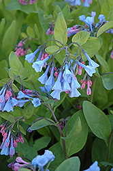 Virginia Bluebells (Mertensia virginica) at Lurvey Garden Center