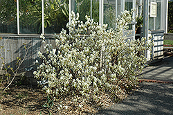 Regent Saskatoon (Amelanchier alnifolia 'Regent') at Lurvey Garden Center
