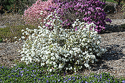 April Snow Rhododendron (Rhododendron 'April Snow') at Lurvey Garden Center