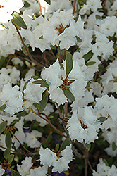 April Snow Rhododendron (Rhododendron 'April Snow') at Lurvey Garden Center