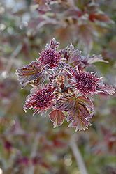 Onondaga Viburnum (Viburnum sargentii 'Onondaga') at Lurvey Garden Center