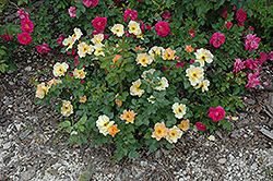 Morden Sunrise Rose (Rosa 'Morden Sunrise') at Lurvey Garden Center