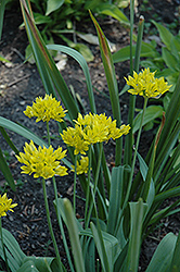 Golden Garlic (Allium moly luteum) at Lurvey Garden Center