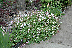 Biokovo Cranesbill (Geranium x cantabrigiense 'Biokovo') at Lurvey Garden Center