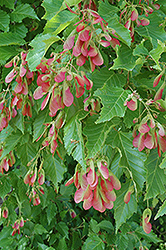 Amur Maple (multi-stem) (Acer ginnala '(multi-stem)') at Lurvey Garden Center