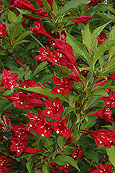 Red Prince Weigela (Weigela florida 'Red Prince') at Lurvey Garden Center