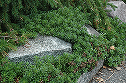 Middendorf Stonecrop (Sedum middendorfianum) at Lurvey Garden Center